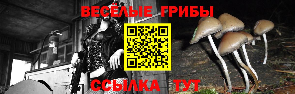 Галлюциногенные грибы Cubensis Дальнегорск